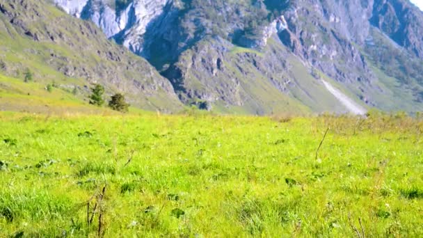Caminhando homem andando no prado verde da montanha com mochila. Verão esporte e recreação conceito . — Vídeo de Stock