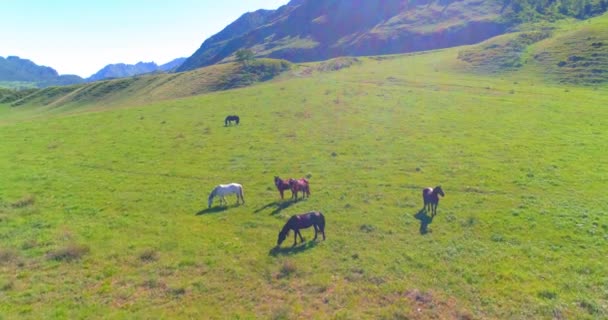 Volo sopra mandrie di cavalli selvatici sul prato. Primavera montagne natura selvaggia. Libertà concetto di ecologia. — Video Stock