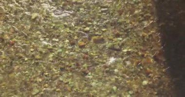 Güneşli yaz sabahında temiz ve taze bir dağ nehri üzerinde uçuşun ortasındayız. Üst görünüm ve yatay hareket