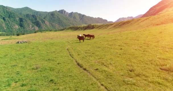 Vol au-dessus de chevaux sauvages troupeau sur prairie. Montagnes printanières nature sauvage. Liberté concept écologie. — Video