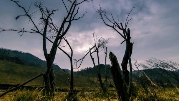 时光流逝的死亡树和枯黄的青草在高山的风景与云彩和阳光。水平滑块运动 — 图库视频影像