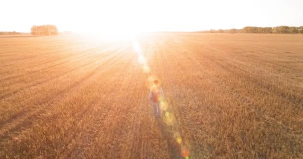 Lage vlucht over jongeman toeristische lopen over een groot tarweveld — Stockvideo