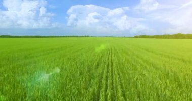 UHD 4k havadan görünümü. Düşük uçuş yeşil ve sarı buğday kırsal alanın üzerine