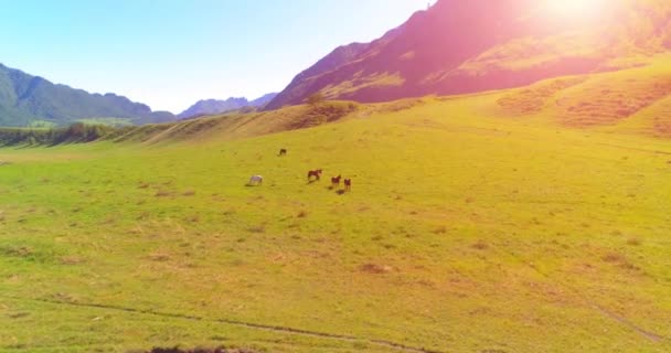 Vuelo sobre el rebaño de caballos salvajes en el prado. Primavera montañas naturaleza salvaje. Concepto de ecología de libertad. — Vídeo de stock