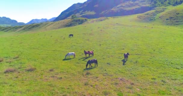 Volo sopra mandrie di cavalli selvatici sul prato. Primavera montagne natura selvaggia. Libertà concetto di ecologia. — Video Stock