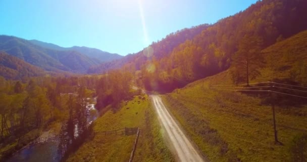 Volo a mezz'aria sul fiume fresco di montagna e prato al mattino d'estate soleggiato. Strada sterrata rurale sottostante. Mucche e auto . — Video Stock