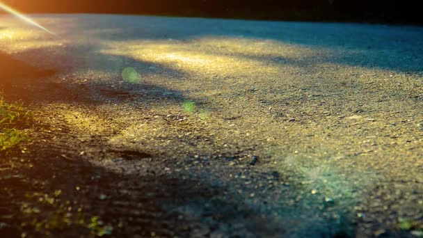 Un uomo sportivo che corre sulla strada asfaltata. Parco urbano rurale. Bosco alberato verde e raggi di sole all'orizzonte. — Video Stock