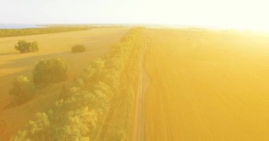 UHD 4k havadan görünümü. Yeşil ve sarı buğday kırsal alanın üzerine uçuş düşük ve satır ağacı