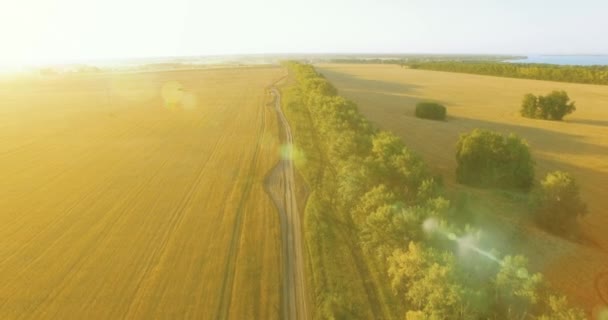 UHD 4K vista aérea. Bajo vuelo sobre el campo rural de trigo verde y amarillo y la línea de árboles — Vídeos de Stock