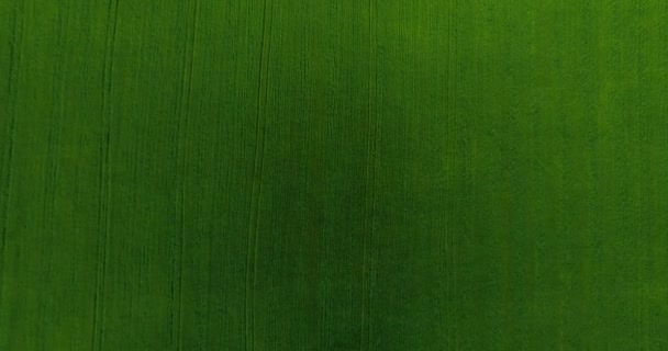 UHD 4k luchtfoto. Lage vlucht over groene en gele rural tarweveld. Verticale beweging. — Stockvideo