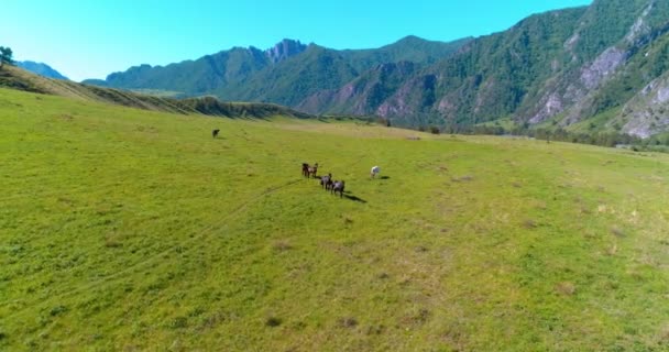 Vuelo sobre el rebaño de caballos salvajes en el prado. Primavera montañas naturaleza salvaje. Concepto de ecología de libertad. — Vídeos de Stock