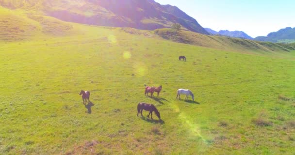 Flucht über Wildpferde auf der Weide. Frühling Berge wilde Natur. Freiheits-Ökologiekonzept. — Stockvideo