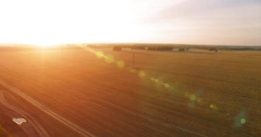 UHD 4k havadan görünümü. Havada uçak sarı buğday kırsal alanın üzerinde