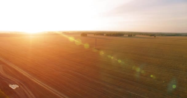 UHD 4K vue aérienne. Vol en vol au-dessus du champ rural de blé jaune 