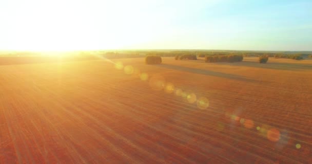 UHD 4K vedere aeriană. Zbor în aer deasupra câmpului rural de grâu galben — Videoclip de stoc