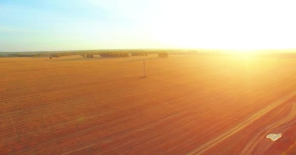 UHD 4K vista aérea. Voo no ar sobre o campo rural de trigo amarelo — Vídeo de Stock