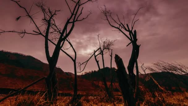 Time lapse of death tree and dry yellow grass at mountian landscape with clouds and sun rays. Mouvement horizontal du curseur — Video