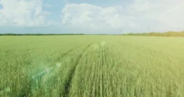 UHD 4k havadan görünümü. Düşük uçuş yeşil ve sarı buğday kırsal alanın üzerine