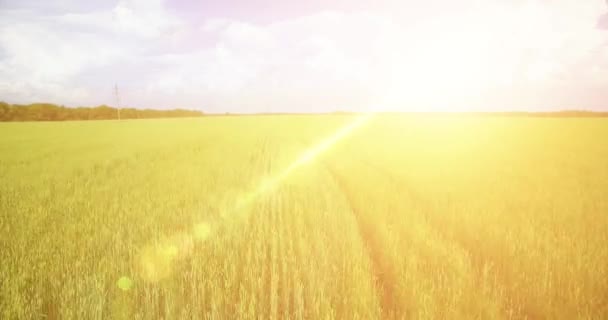 UHD 4k luchtfoto. Lage vlucht over groene en gele rural tarweveld — Stockvideo