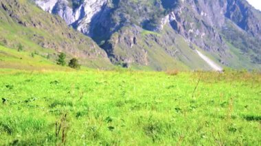 Sırt çantası ile yeşil dağ çayır üzerinde yürüyen adam hiking. Yaz spor ve eğlence kavramı.