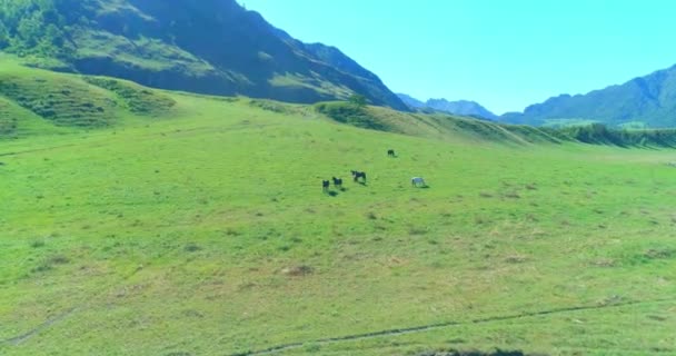 Flight over wild horses herd on meadow. Spring mountains wild nature. Freedom ecology concept. — Stock Video