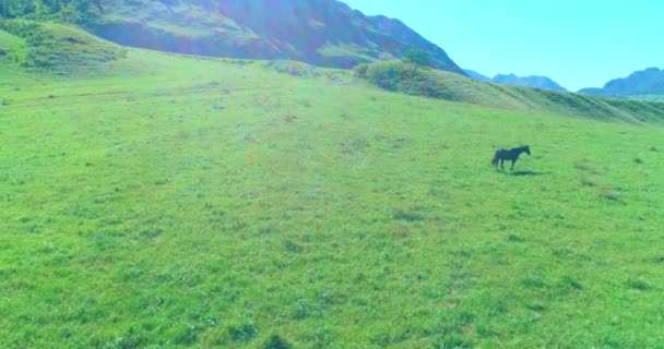 Vuelo sobre el rebaño de caballos salvajes en el prado. Primavera montañas naturaleza salvaje. Concepto de ecología de libertad. — Vídeos de Stock