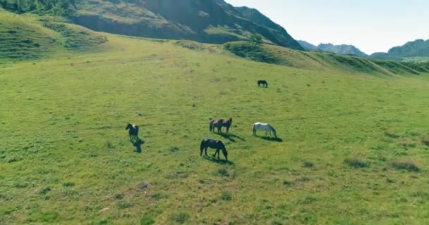 Flight over wild horses herd on meadow. Spring mountains wild nature. Freedom ecology concept. — Stock Video