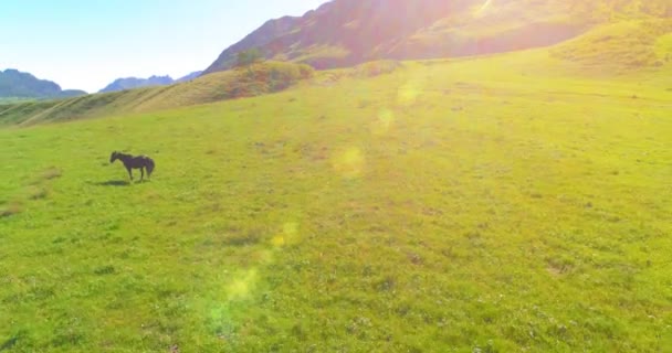 Vlucht over wilde paarden kudde op weide. Lente bergen wilde natuur. Vrijheid ecologisch concept. — Stockvideo