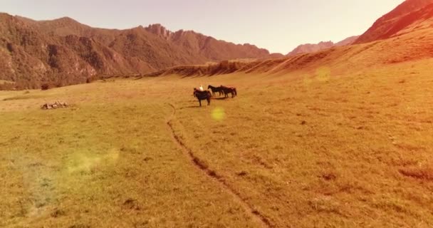 牧草地で野生の馬の群れの上の飛行。春の山野生の自然。自由生態学の概念. — ストック動画