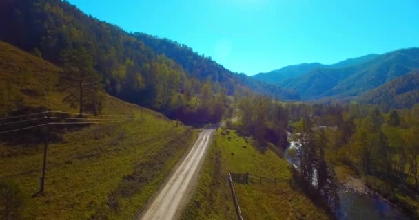 Mid air flight over fresh mountain river and meadow at sunny summer morning. Rural dirt road below. Cows and car. — Stock Video