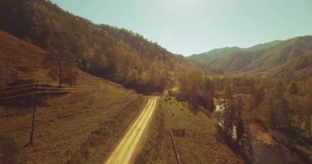 Vol en vol au-dessus d'une rivière de montagne fraîche et d'un pré au matin ensoleillé d'été. Chemin de terre rural en dessous. Vaches et voiture .