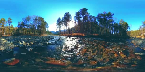 360 VR realidade virtual de uma montanha selvagem, pinhal e fluxos de rio. Parque nacional, prado e raios de sol. — Vídeo de Stock