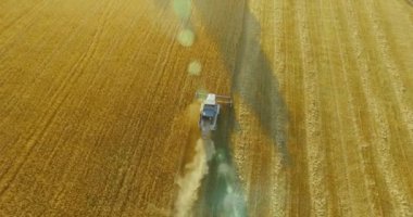 UHD 4k havadan görünümü. Düşük uçuş birleştirmek hasat toplar üzerinde sarı kırsal alan, buğday.