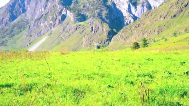 Sırt çantası ile yeşil dağ çayır üzerinde yürüyen adam hiking. Yaz spor ve eğlence kavramı.