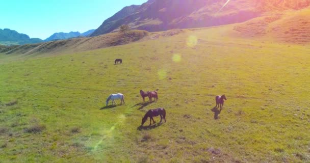 Vol au-dessus de chevaux sauvages troupeau sur prairie. Montagnes printanières nature sauvage. Liberté concept écologie. — Video