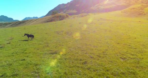在草原上的野马群中飞行.春山野岭.自由生态概念. — 图库视频影像