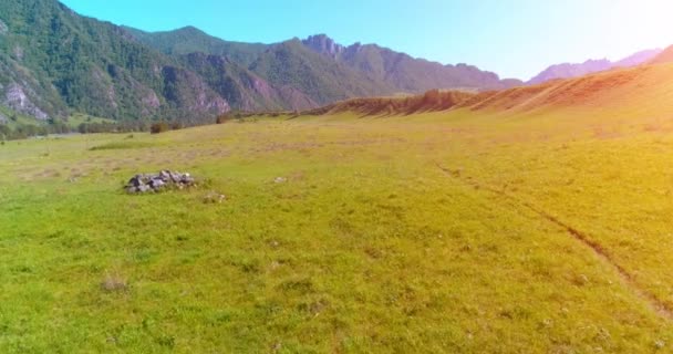 牧草地で野生の馬の群れの上の飛行。春の山野生の自然。自由生態学の概念. — ストック動画