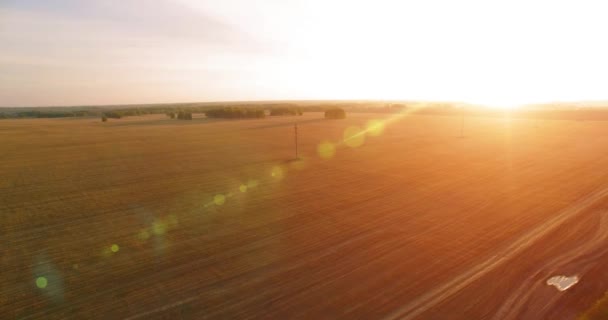 UHD 4k Flygfoto. Luften flygning över landsbygdens gula vetefält — Stockvideo