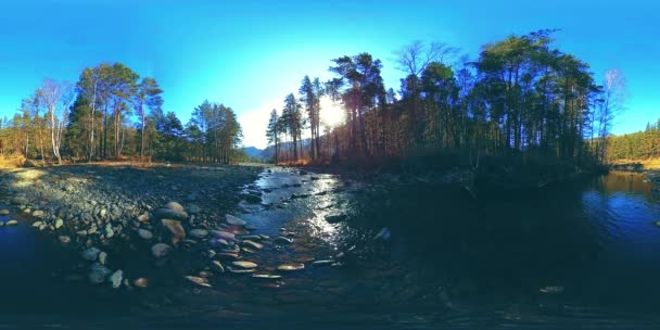 360 VR réalité virtuelle d'une montagne sauvage, pinède et rivière coule. Parc national, prairie et rayons du soleil. — Video