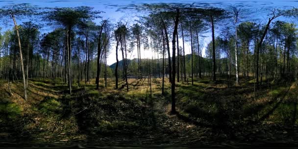 360 VR realidade virtual de uma montanha selvagem, pinhal e fluxos de rio. Parque nacional, prado e raios de sol. — Vídeo de Stock