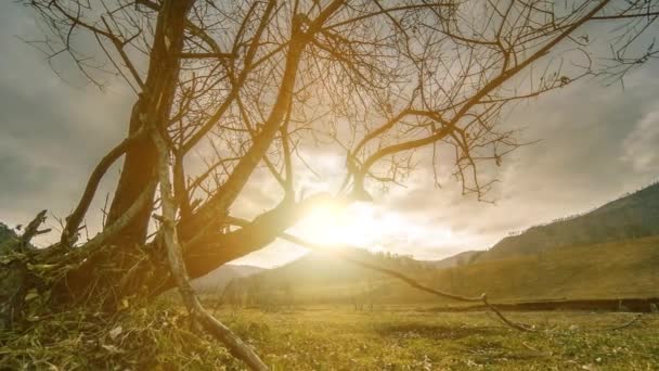 Time lapse of death tree and dry yellow grass at mountian landscape with clouds and sun rays. Mouvement horizontal du curseur — Video