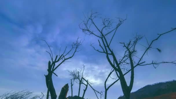 Zeitraffer von Todesbaum und trockenem, gelbem Gras in bergiger Landschaft mit Wolken und Sonnenstrahlen. Horizontale Schieberbewegung — Stockvideo