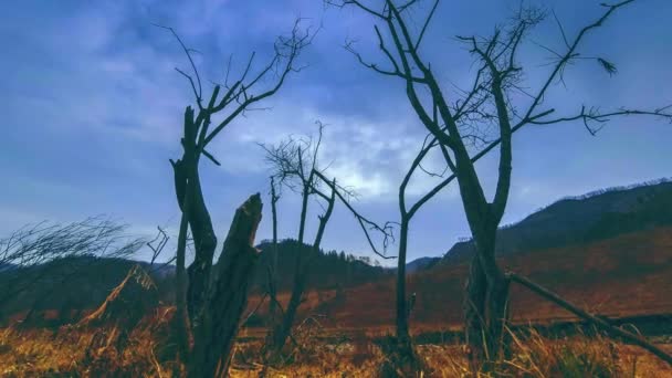 Time lapse of death tree and dry yellow grass at mountian landscape with clouds and sun rays. Horizontal slider movement — Stock Video