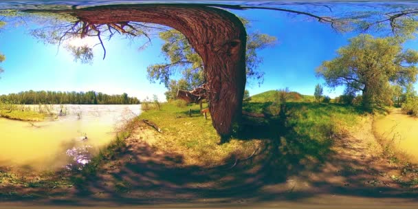 UHD 4K 360 VR La realidad virtual de un río fluye sobre rocas en un hermoso paisaje de bosque de montaña — Vídeo de stock