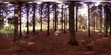 Bir şehir parkının UHD 4K 360 VR Sanal Gerçekliği. Sonbaharda ya da yaz gününde ağaçlar ve yeşil çimenler