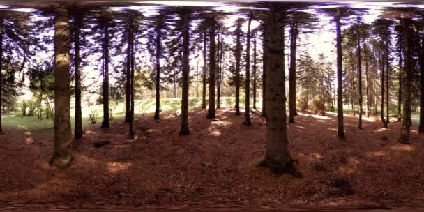 UHD 4K 360 VR Réalité virtuelle d'un parc municipal zone de loisirs. Arbres et herbe verte le jour d'automne ou d'été — Video