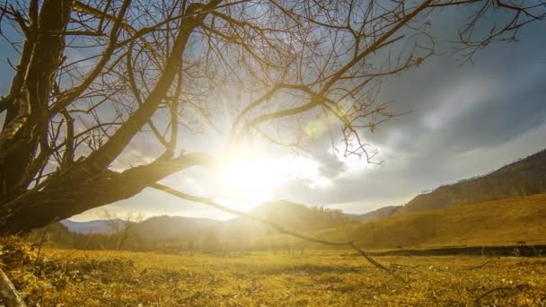 Time lapse of death tree and dry yellow grass at mountian landscape with clouds and sun rays. Movimiento deslizante horizontal Video de stock libre de derechos