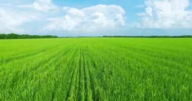 UHD 4k havadan görünümü. Düşük uçuş yeşil ve sarı buğday kırsal alanın üzerine