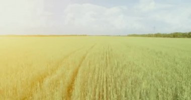 UHD 4k havadan görünümü. Düşük uçuş yeşil ve sarı buğday kırsal alanın üzerine