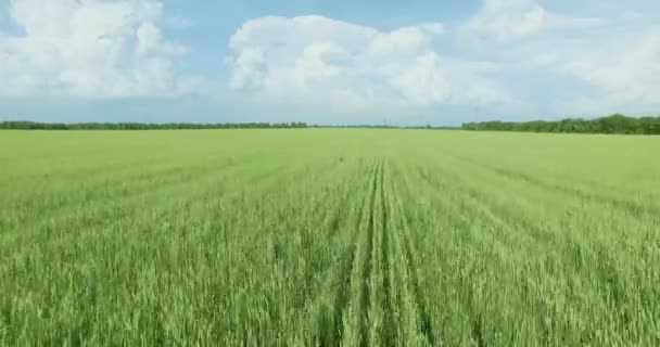 UHD 4K aerial view. Low flight over green and yellow wheat rural field — Stock Video